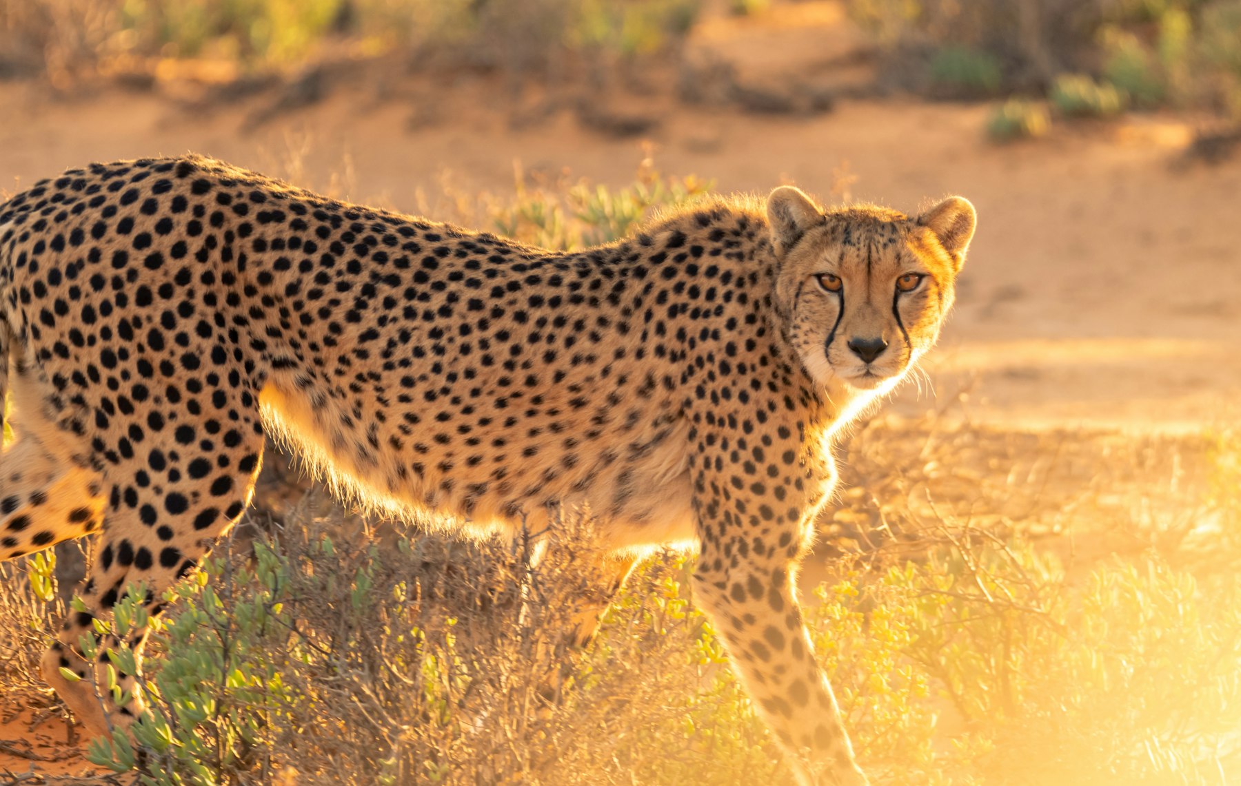 Big Five Safari
