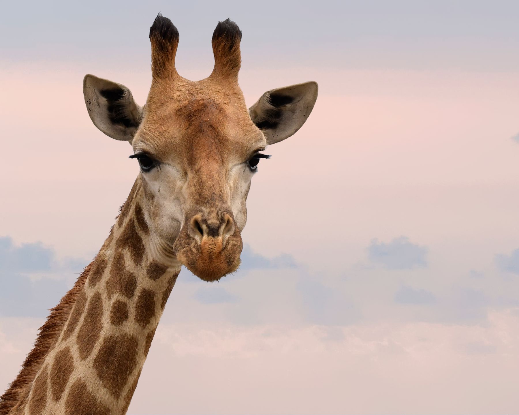 Uganda Classic