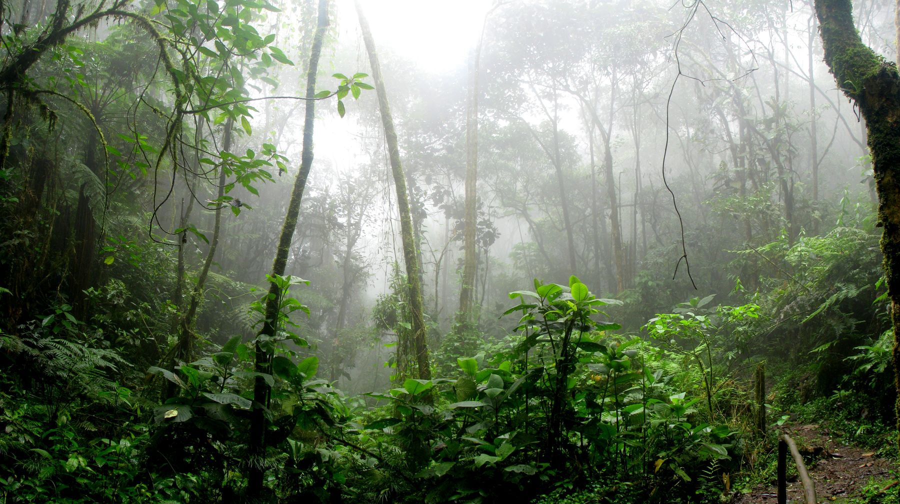 Kibale Forest