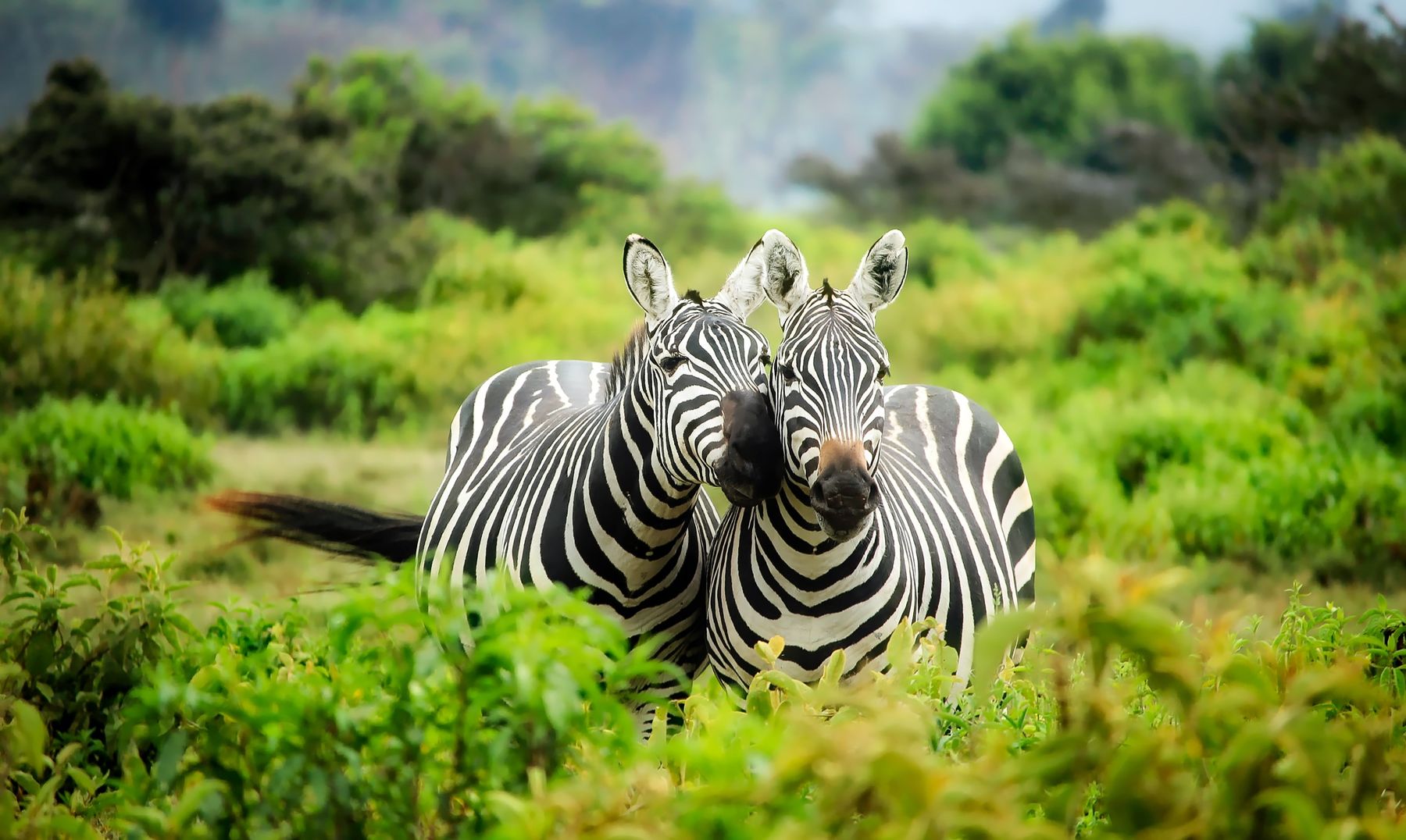 Lake Mburo