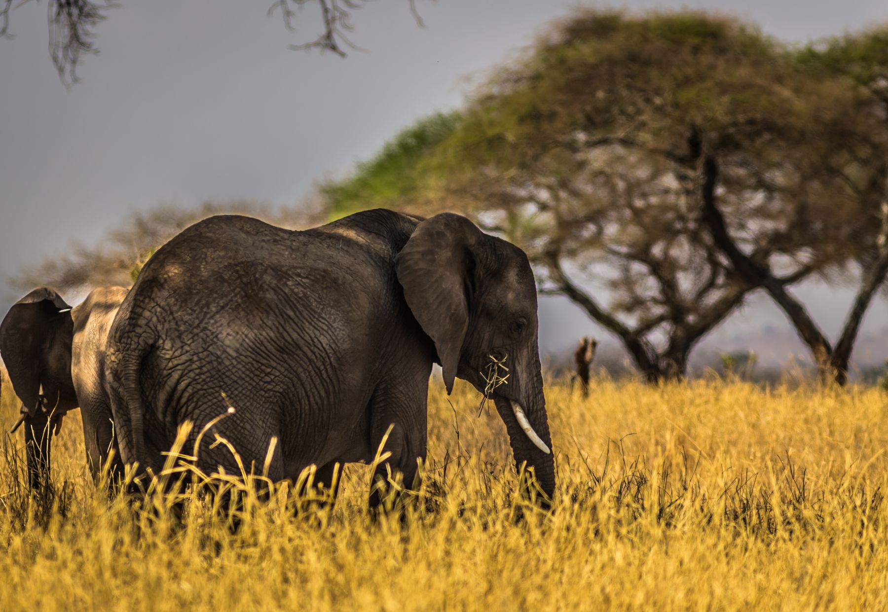 Tarangire
